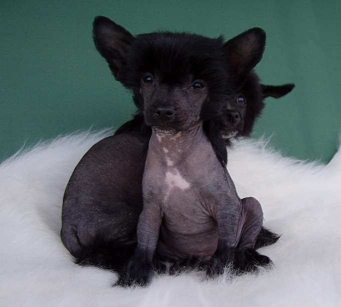 Perl Magic Panteleymon