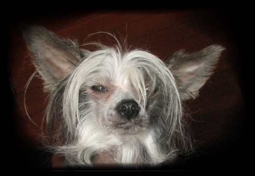 Quiche vom Höllgrund