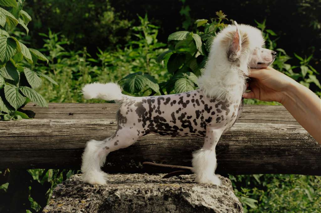 Bubomanija Winning Smile