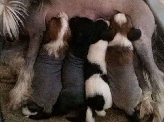 Black&Withe Border Dorothy