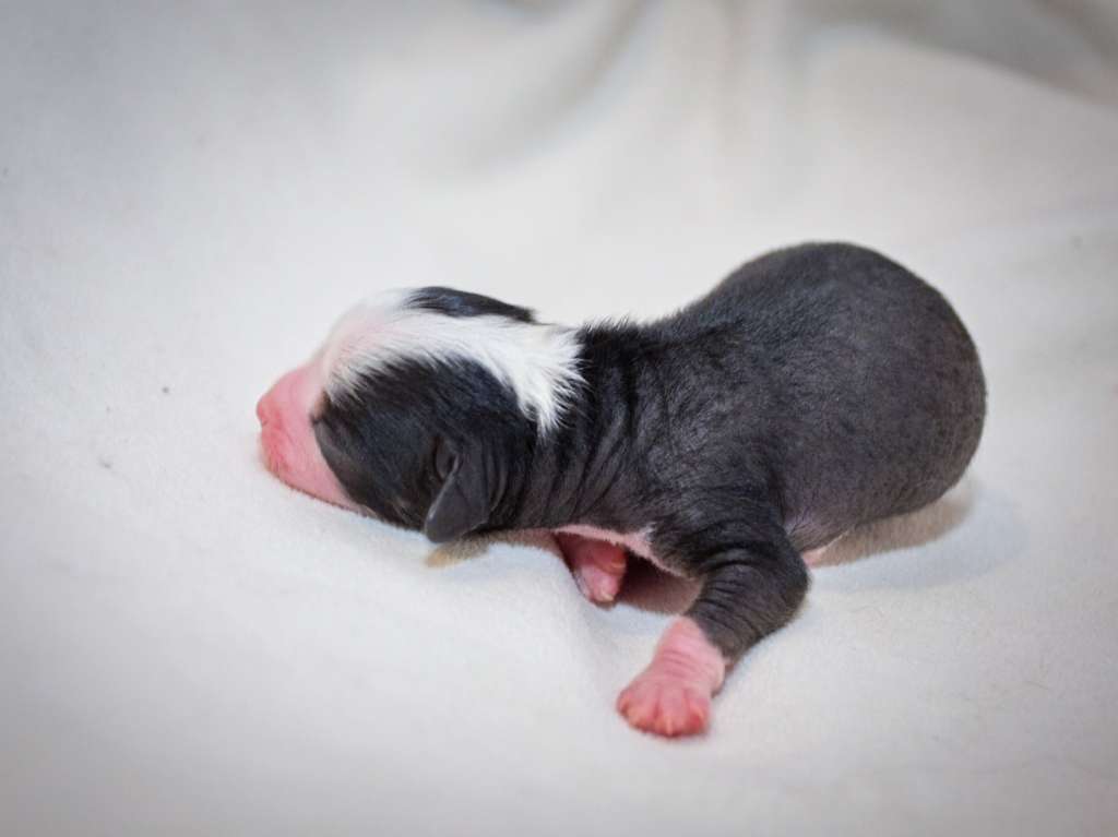 Charlotte z Jasne hvezdy