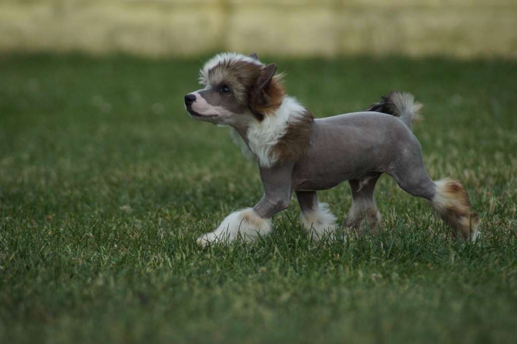 Viva La Vida Princes de la Roses