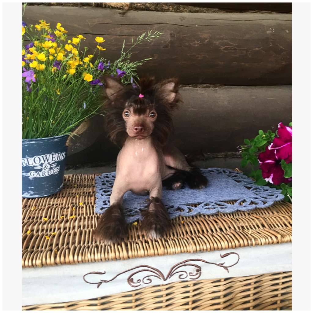 Barbello Viktoriya Van