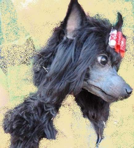 Kanis Ventus Art Attika Perfecto