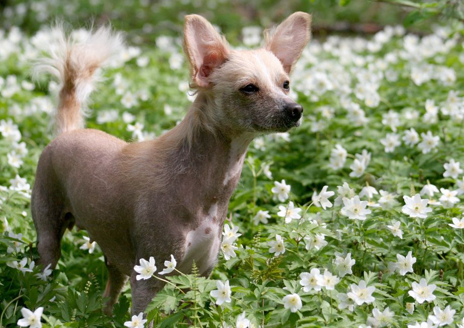 Candy Queen's Love You Sugar