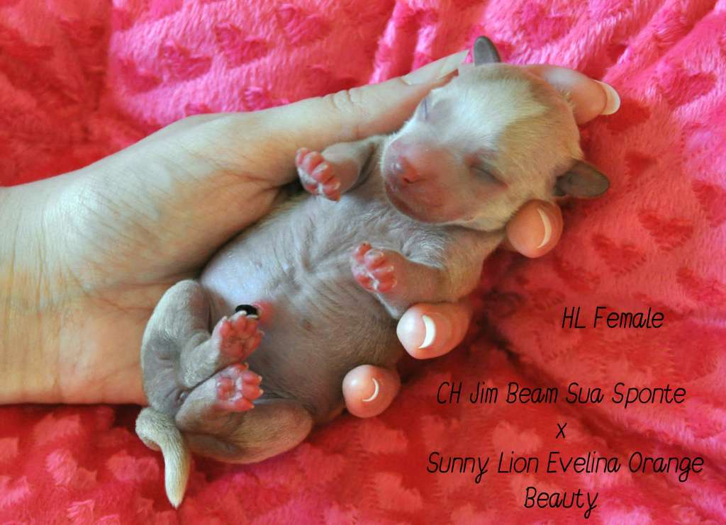 Crystal Soul Gressy Mary