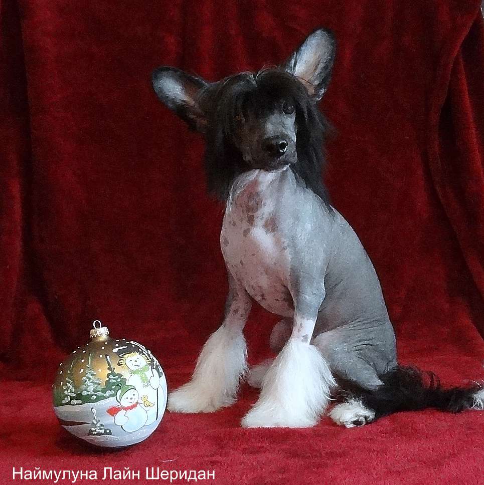 Naimuluna Line Sheridan