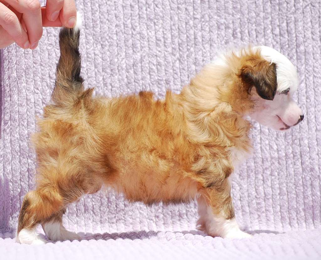 Little Dog Of Dream Milia