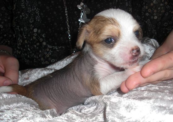 House of Landfari Creme de la Creme