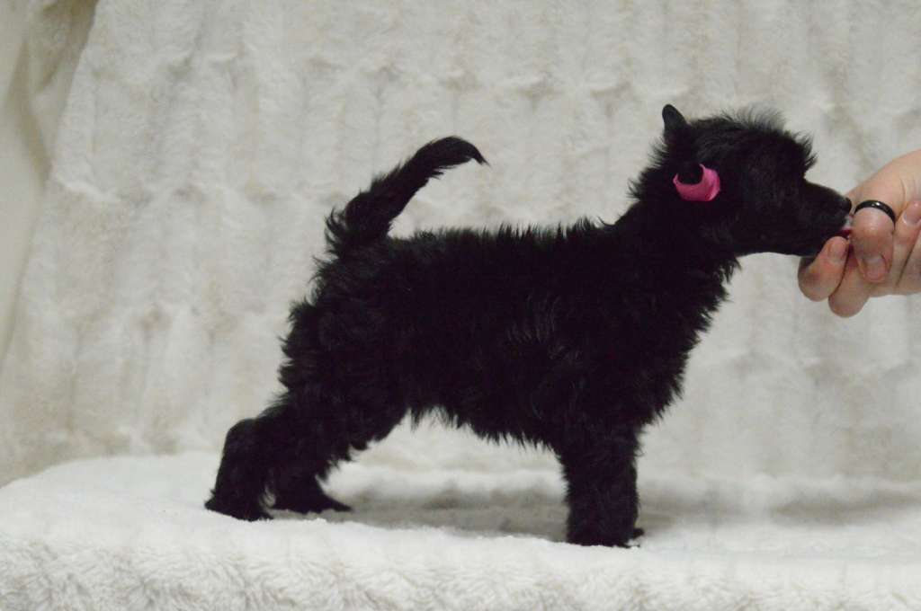 Kaitlin Anniversary Metal Chick