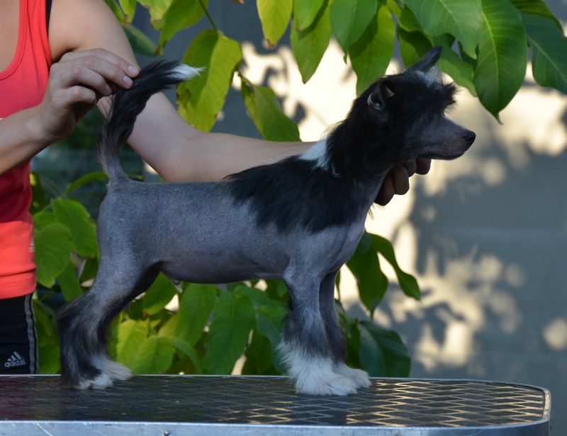 Djemanshi Besame Mucho