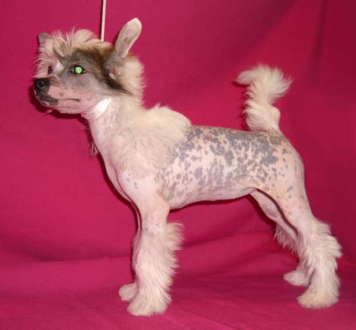 Sunny Lion Rio-Ritta