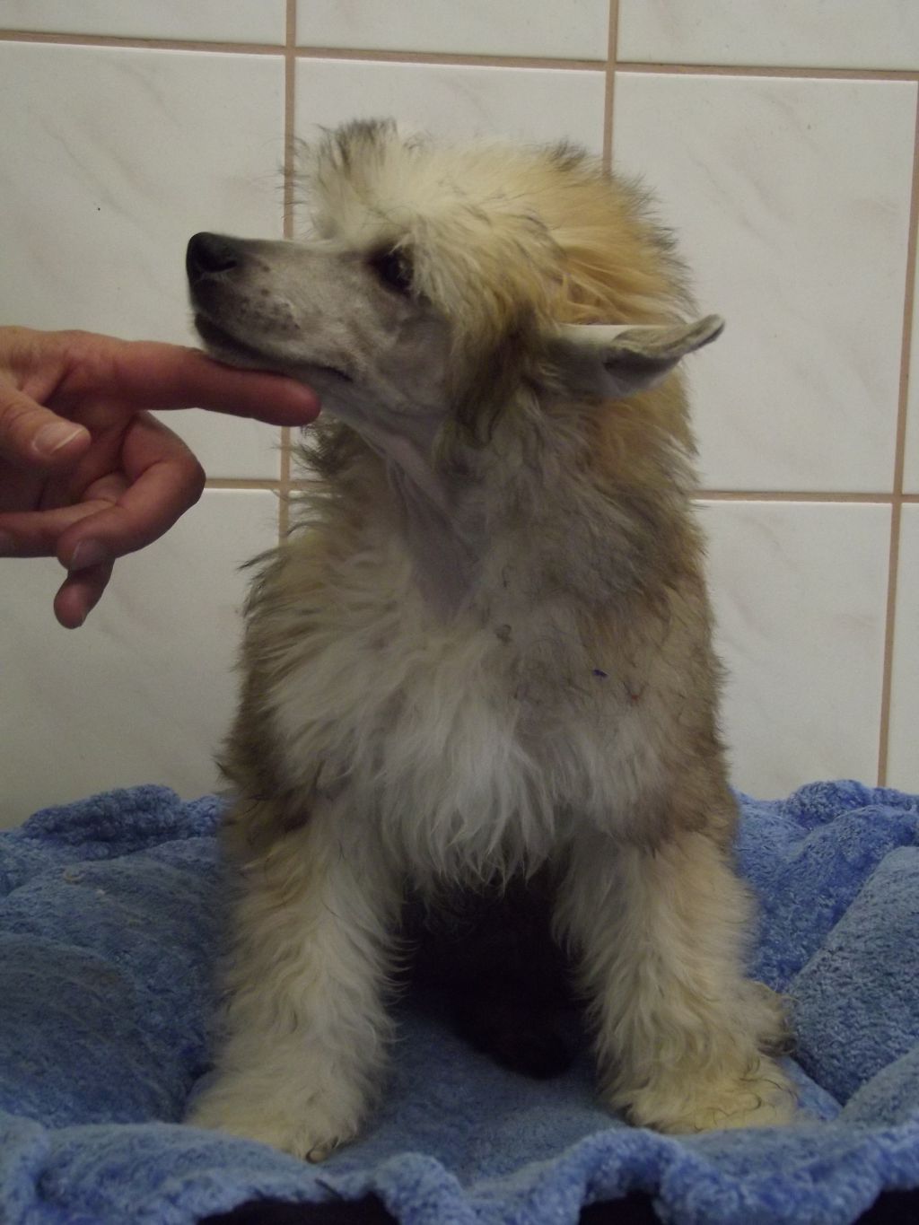 Birchvolgyi - Domingo The Singer