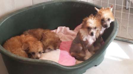 Idayana Pearl des Picholines