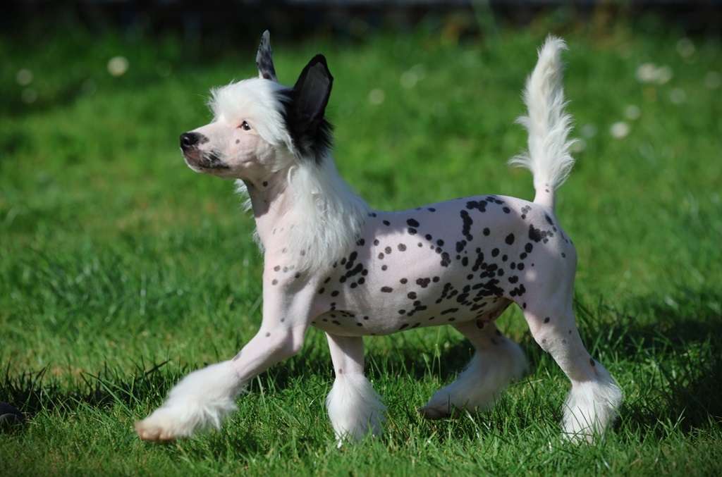 Quarter Past Midnight Princes de la Roses