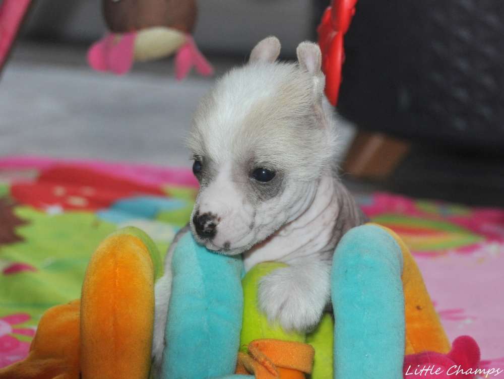 Update Little Champs