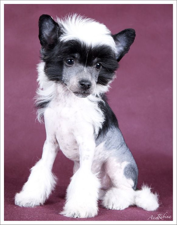 Dogland Happy Tsenny Frukt