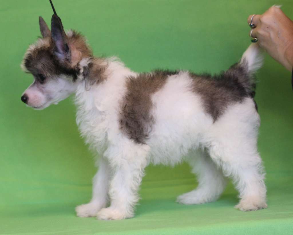 Magic Belize Donna Gabriella