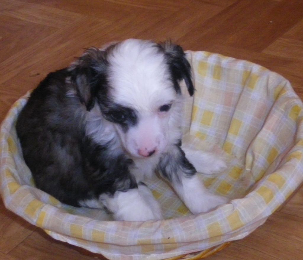 Guster Du Jardin De Guanglying