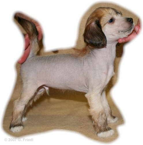 Family Song's Armani