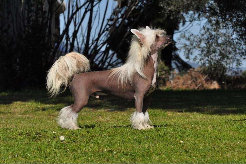 Touch Beauty Chevalier Of Fortune