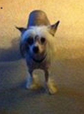 Maji's It's Curtain Time