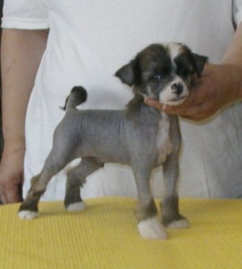 GI Joe Top Model De Rama