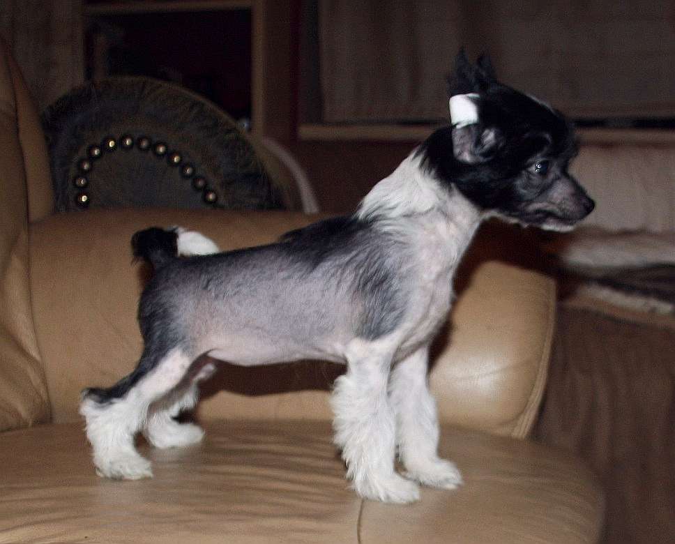 Be My Dog's Organza De Frill