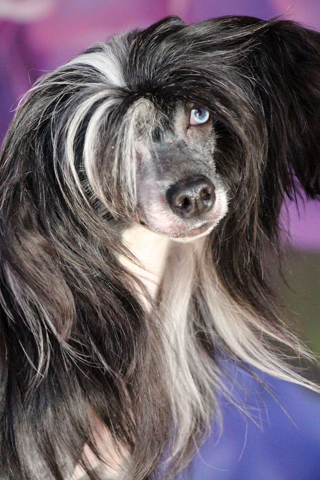 Nikas iz Sozvezdiya Khana