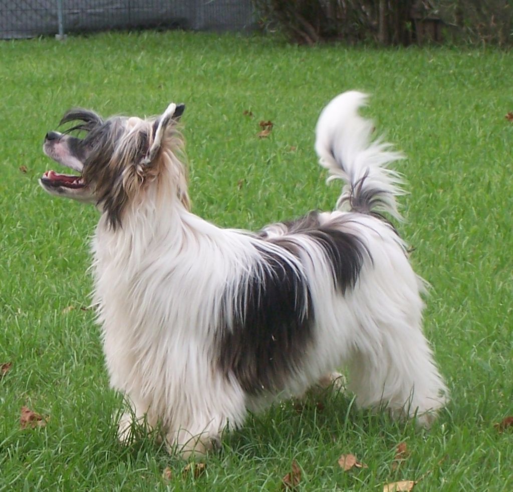 Altacrest's Missed A Spot