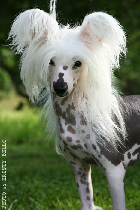 Chinese Line Doris Day