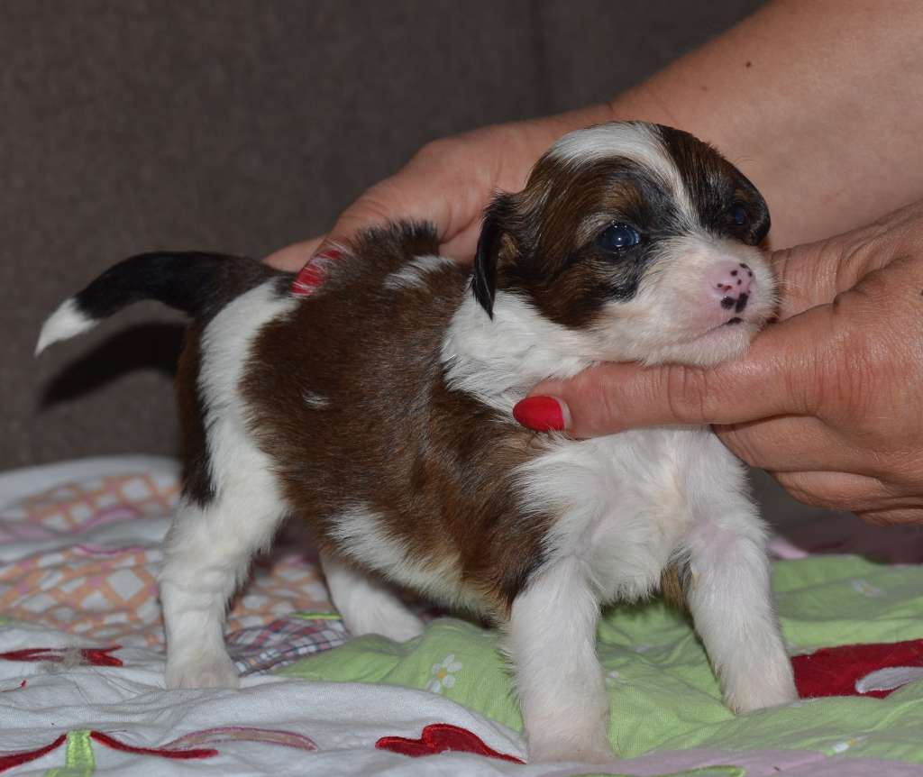 Jeffron Garden Roses