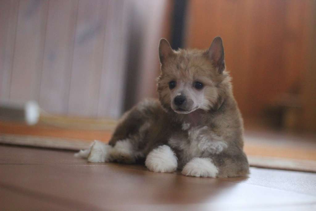 Siberian Love Winter Santa Clause