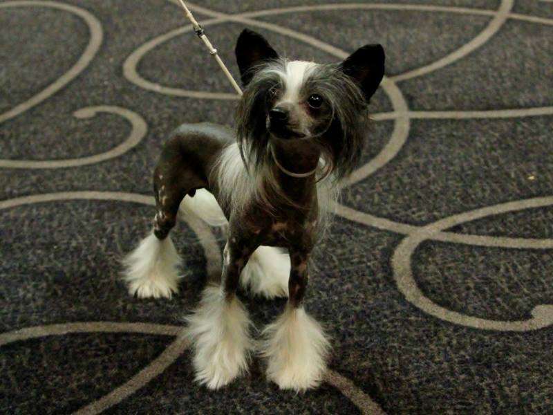 Belews That Voodoo That You Do