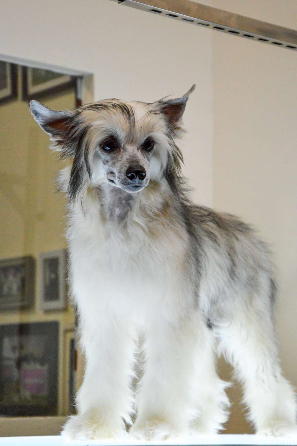 Francesca Versace de Lybóriu's Legacy