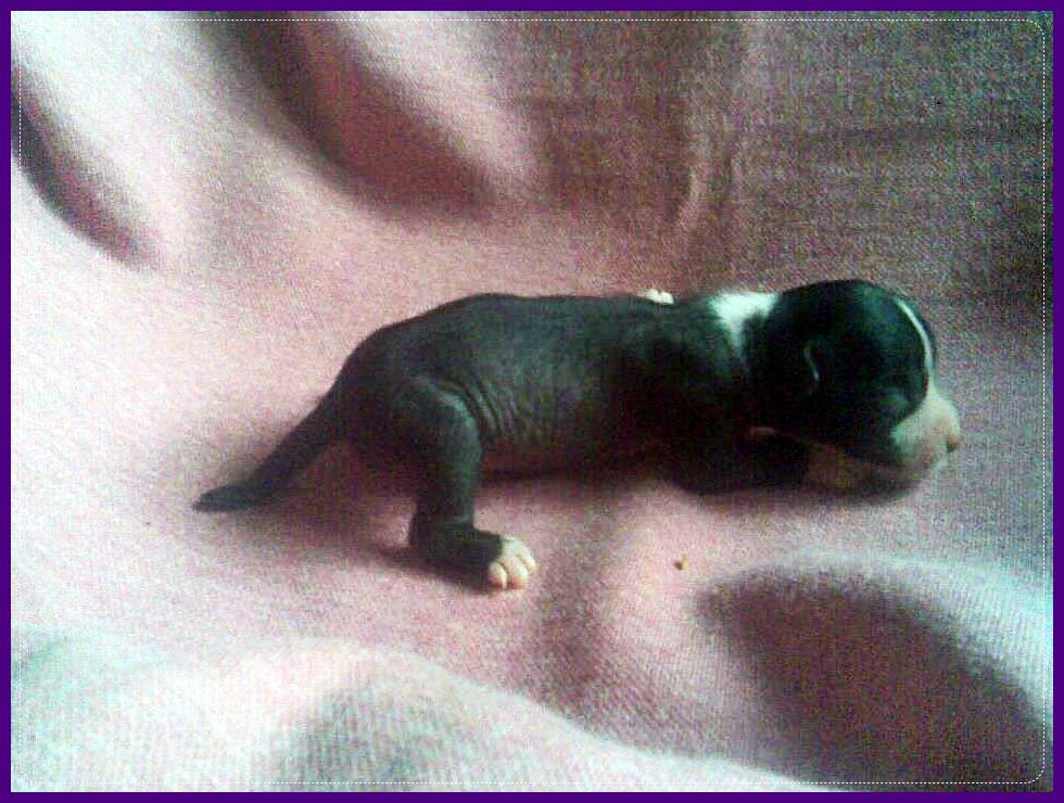 Puha - Luxus Porcelán Ex Engel