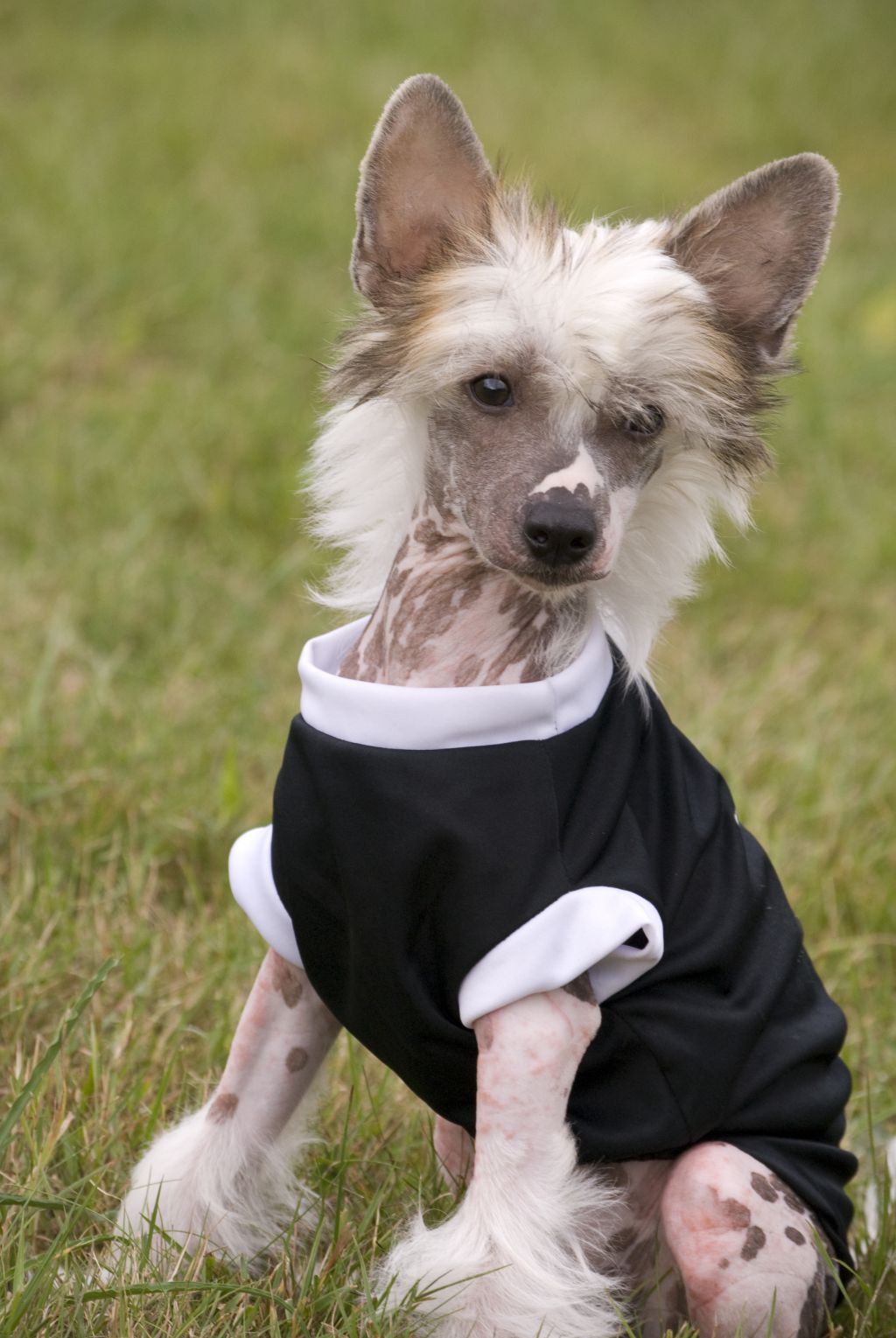 Campino vom Feenmond