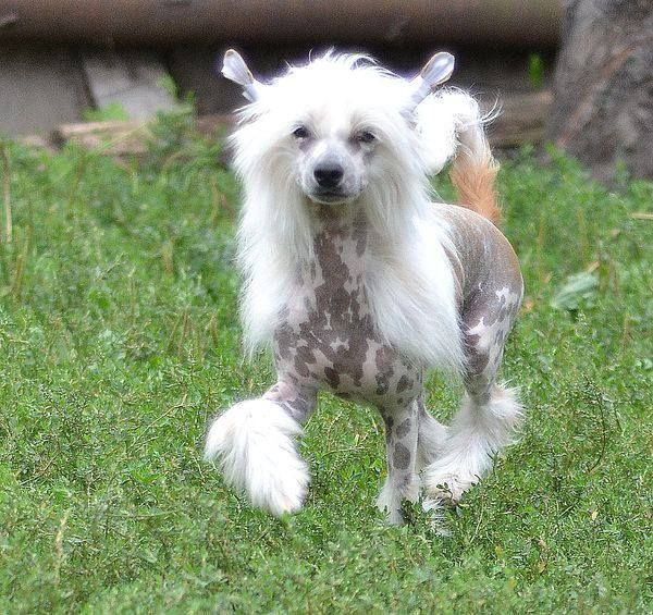 Zhiharka ot Volnogo Psa