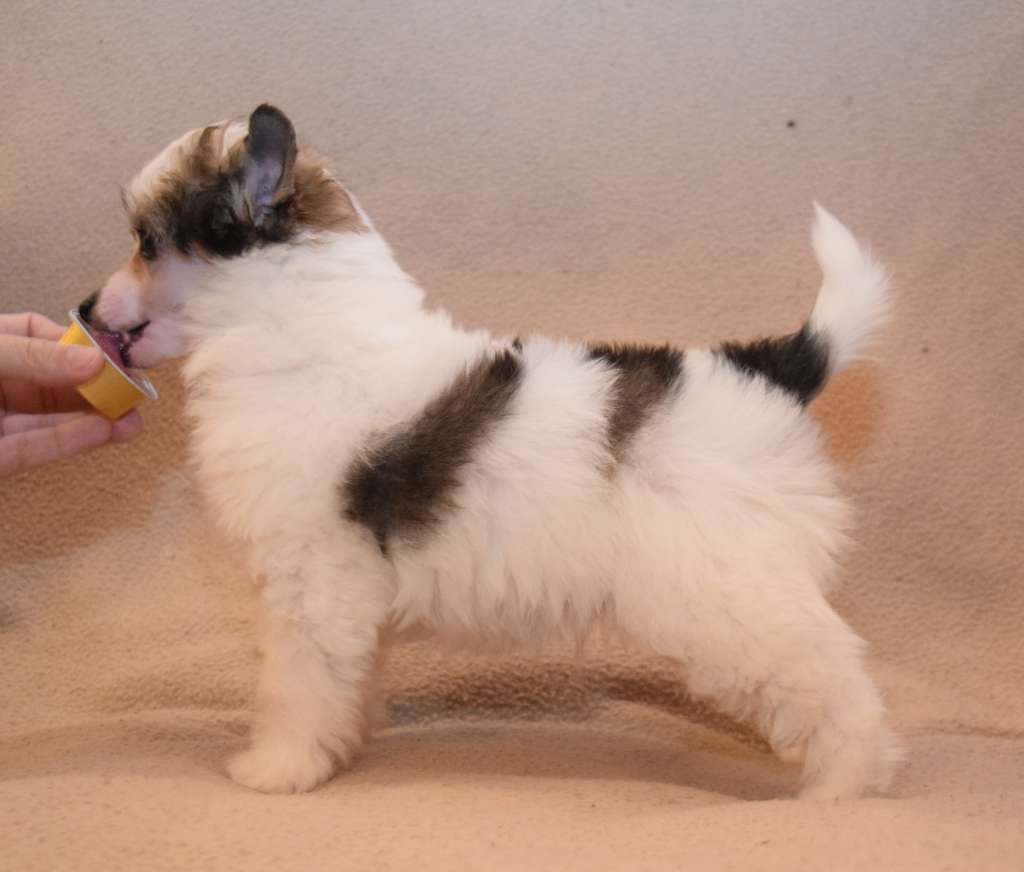 Artic Flyer's Nauhgty Boy