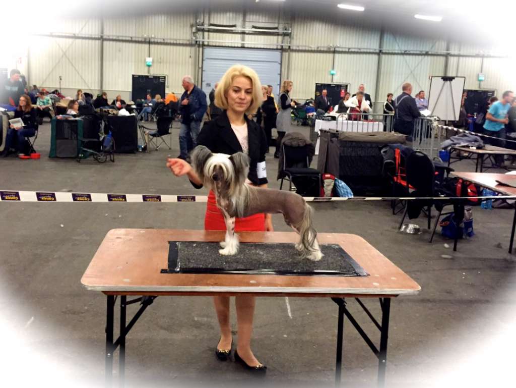 Apriori Vip Daenerys