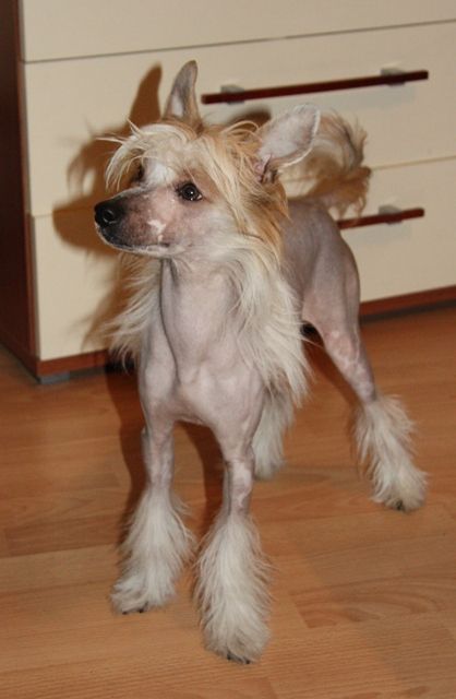 Amaranthus Lavandula