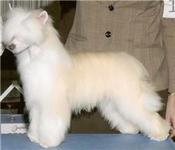 Marquis Hoochi-Goochi Dancer PP