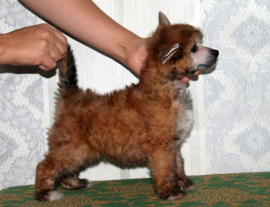 Njord Molosos Gratzi