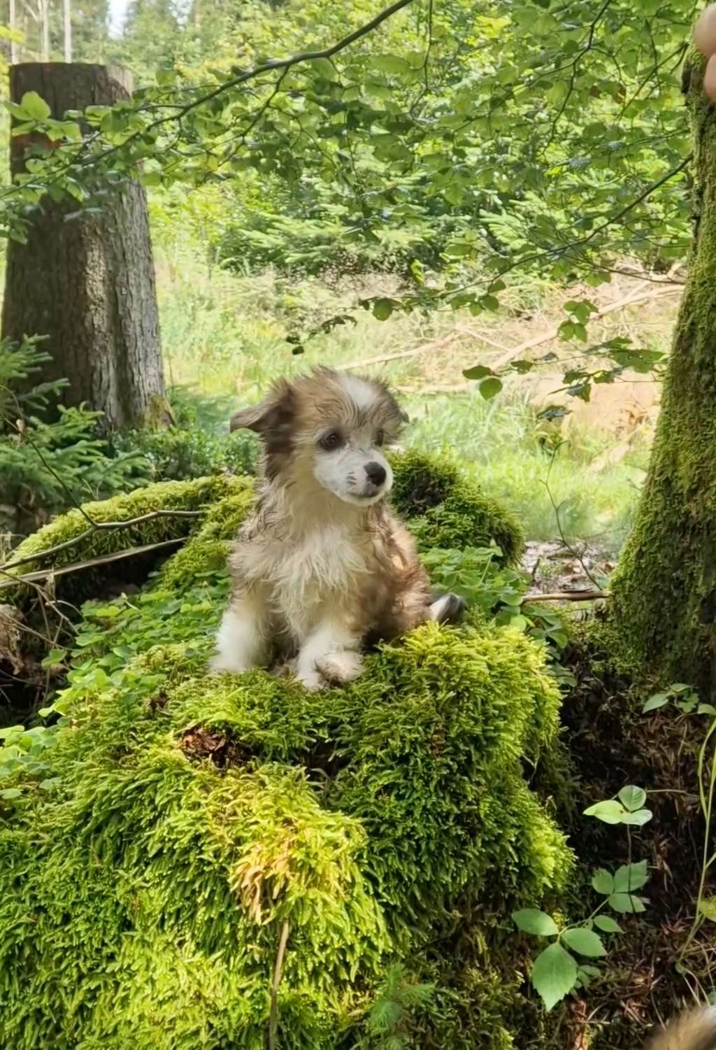 Remus Moony Lupin von Natelberg