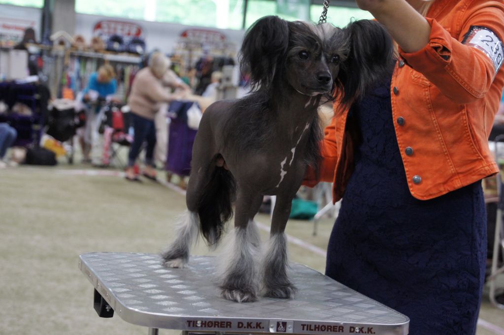 Lionheart Karbon Karissima