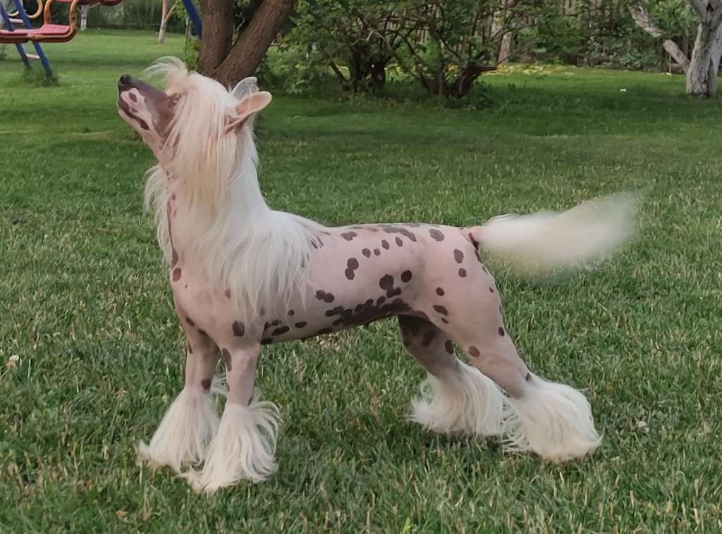 Mano Ponis Vivo Per Lei