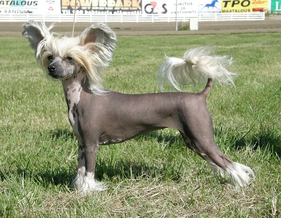 Windy Forest's Beatriz