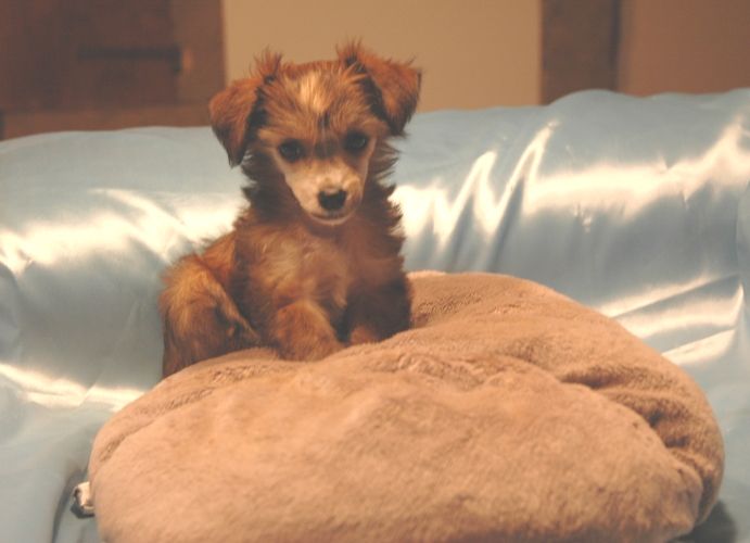 Liza Minnelli delle Fate e dei Folletti