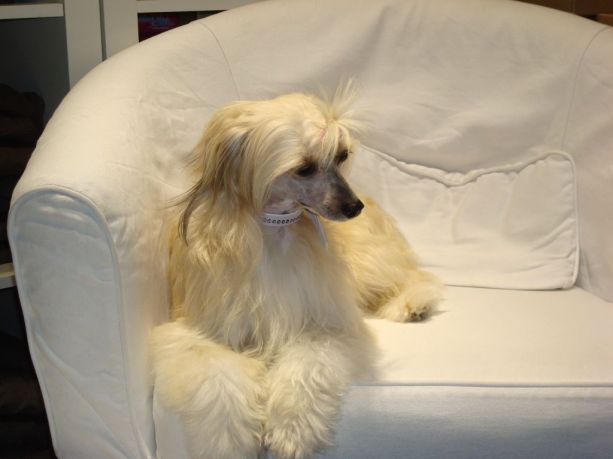 Xelia Powder Od Chlpiku