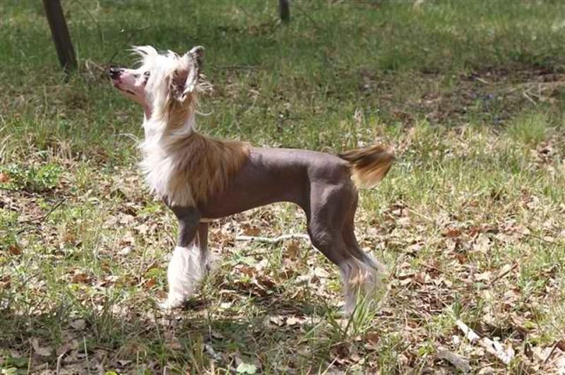 World Show Wanessa May